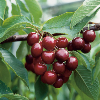 Visuel 1 du produit Cerisier Géant D'Hedelfingen Bio. Le pot de 15 litres