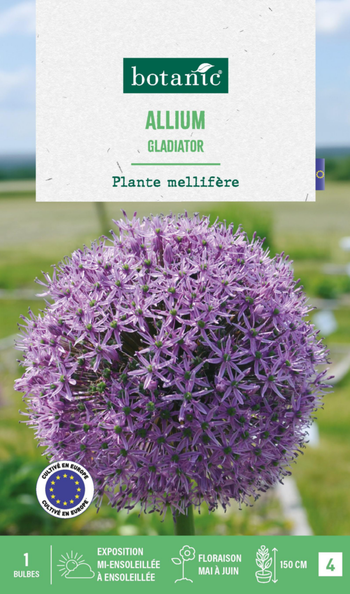 Visuel 1 du produit Allium gladiator botanic® - 1 bulbe