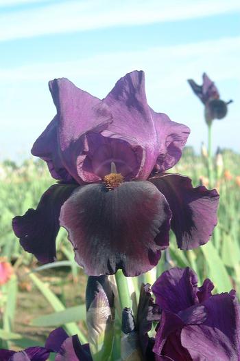 Visuel 1 du produit Iris des Jardins Black Swan - Le pot de 2 litres