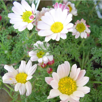 Visuel 1 du produit Leucanthemum Rhodanthemum (Rose) - Le pot de 1 litre