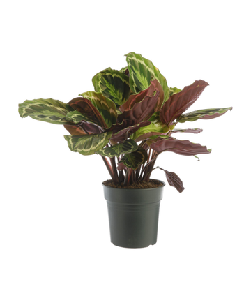 Visuel 1 du produit Calathea Médaillon vert. Le pot Ø 17 cm