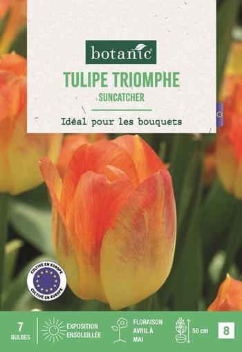 Visuel 1 du produit Bulbes de fleurs Tulipe triomphe Suncatcher jaune rouge botanic® - 7 bulbes