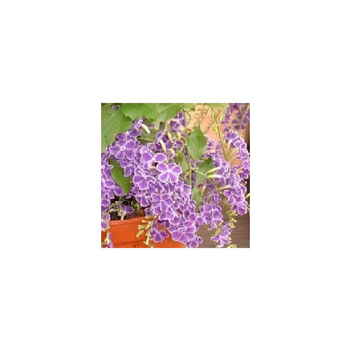 Visuel 1 du produit Duranta Erecta Pyramide - Le pot de 1 litre