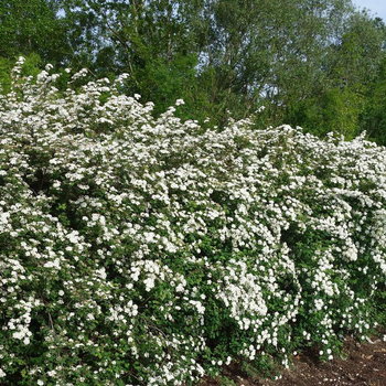 Visuel 1 du produit Spirea Van Houttei - Pot de 4L