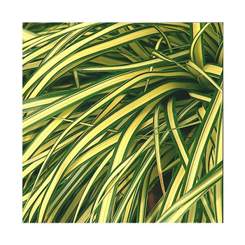 Visuel 1 du produit Carex Oshimensis varié - Le pot de 4 litres