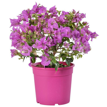 Visuel 1 du produit Bougainvillier ou Bougainvillée Californiana et Sanderiana à fleurs roses en touffe - Le pot Ø 14 cm