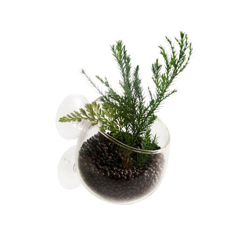 Visuel 1 du produit Coupe en verre pour plante naturelles coloris transparent avec ventouses - 9 x 6 x 6 cm