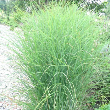 Visuel 1 du produit Miscanthus Sinensis Yaku Jima - Le pot de 2 litres