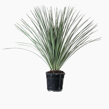 Visuel 1 du produit Dasylirion Serratifolium en pot de 25 L vert