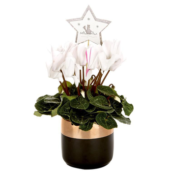 Visuel 1 du produit Mini Cyclamen pot noir et cuivre - Le pot