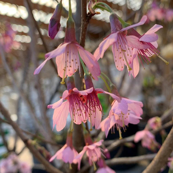 Visuel 1 du produit Cerisier à fleurs Prunus Serrulata Okame. Le pot de 4 litres