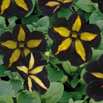 Visuel 1 du produit Pétunia mystic noir et jaune - Le pot de 9 x 9 cm