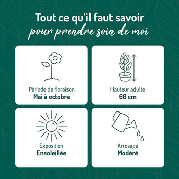 Visuel 1 du produit Salvia microphylla ou Sauge arbustive pink blush rose. Le pot de 9 x 9 cm