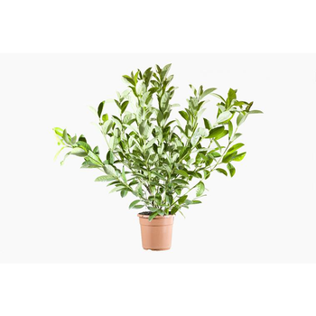 Visuel 1 du produit Viburnum Lucidum (Viorne Lucidum) en pot de 9 L vert