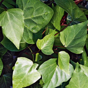 Visuel 1 du produit Lierre grimpant d'Irlande ou Hedera hibernica au feuillage vert - Le pot Ø 9 cm