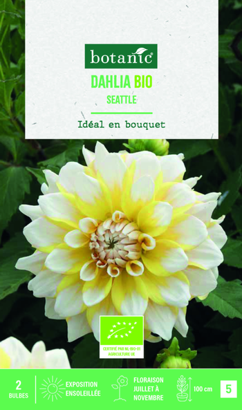 Visuel 1 du produit Bulbes de fleurs Dahlia décoratif Seattle bio botanic® - 2 bulbes