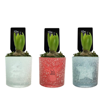 Visuel 1 du produit Jacinthe en pot déco. La composition de 10 cm