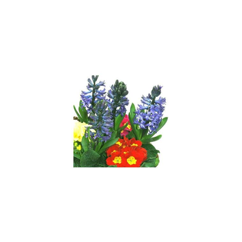 Visuel 1 du produit Composition jacinthes et primevères - Bûche décorative