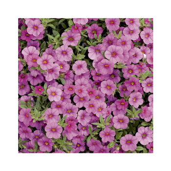 Visuel 1 du produit Calibrachoa duo bleu & rose - Le pack de 6 plants