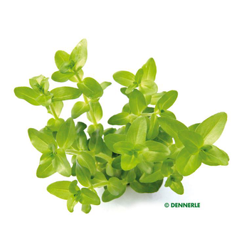 Visuel 1 du produit Bacopa caroliniana émergée