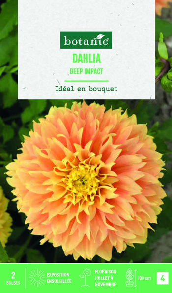 Visuel 1 du produit Bulbes de fleurs Dahlia Fimbriata Deep Impact botanic® - 2 bulbes