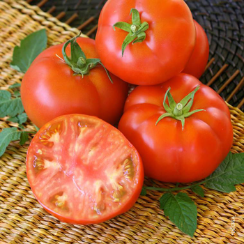 Visuel 1 du produit Tomate ronde Montfavet bio. La barquette de 3 plants