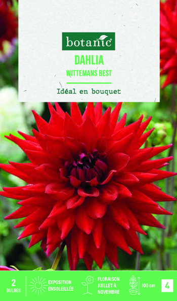 Visuel 1 du produit Bulbes de fleurs Dahlia semi-cactus Wittemans Best botanic® - 2 bulbes