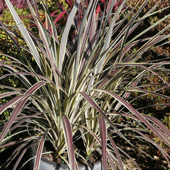 Visuel 1 du produit Cordyline Banksii Electric Flash multicolore en pot de 8 L