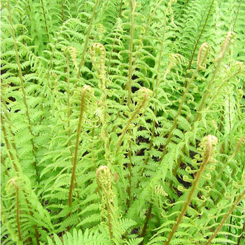 Visuel 1 du produit Primula Belarina Buttercup - Le pot de 2 litres