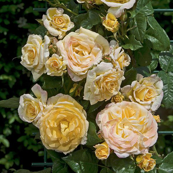 Visuel 1 du produit Rosier Grimpant Johan Jongking® 'Chewalbygold' - Le pot de 3 litres