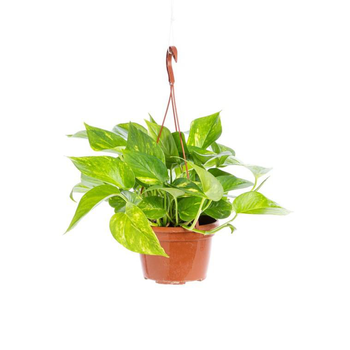 Visuel 1 du produit Pothos Aureus suspension Ø18xH40 cm