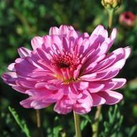 Visuel 1 du produit Anthémis - Avec cache pot