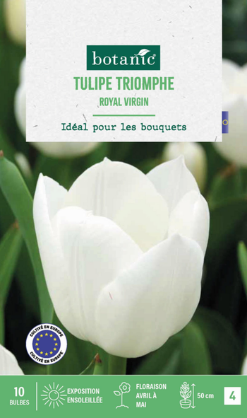 Visuel 1 du produit Tulipe Royal virgin botanic® - 10 bulbes