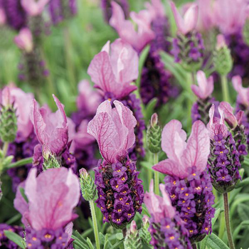 Visuel 1 du produit Lavande The Princess® Lavender 'Ib910-2' - Le pot de 3 litres