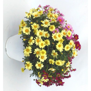 Visuel 1 du produit Anthemis trio - Le pot de 5 litres