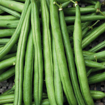 Visuel 1 du produit Haricot Nain Pongo Bio. La barquette de 3 plants