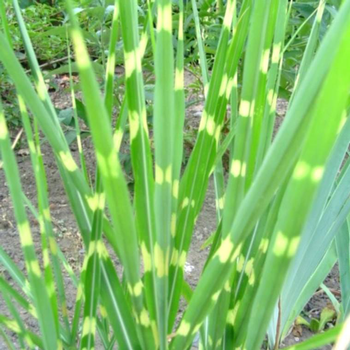 Visuel 1 du produit Miscanthus sinensis Zebrinus ou eulalie - Le pot de 2 litres