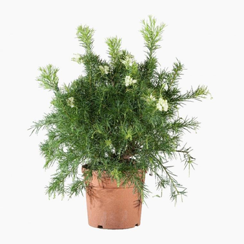Visuel 1 du produit Grevillea Gracilis Alba blanc. Le pot de 3 litres