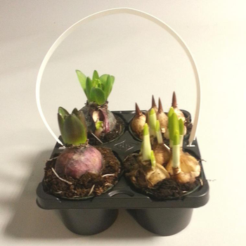 Visuel 1 du produit Plantes Bulbeuses en mélange Le pack de 4 plants