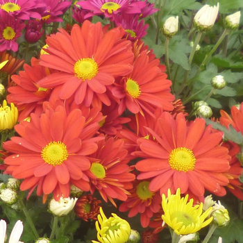 Visuel 1 du produit Chrysantheme Multifleurs - Le pot de 20 cm