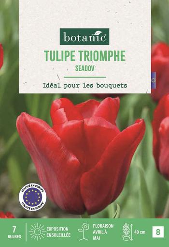 Visuel 1 du produit Tulipe tr. Seadov X7