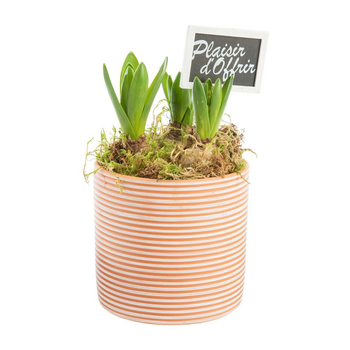Visuel 1 du produit Jacinthe x 3 pot en terre lignes blanches - Ø 14 cm