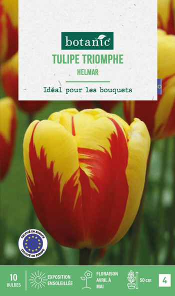 Visuel 1 du produit Tulipe Helmar botanic® - 10 bulbes