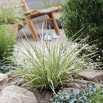 Visuel 1 du produit Lomandra longifolia White Sands. Le pot de 3,5 litres