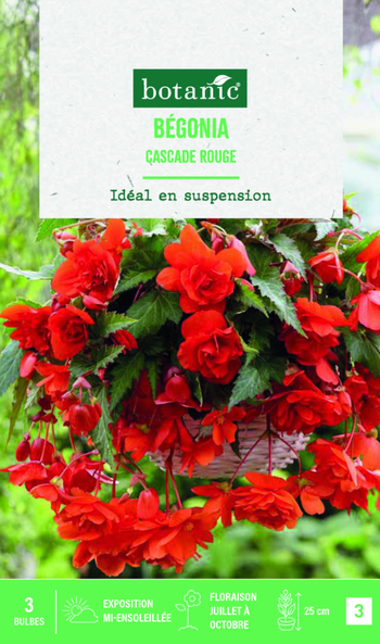 Visuel 1 du produit Bulbes de fleurs Bégonia Cascade rouge botanic® - 3 bulbes