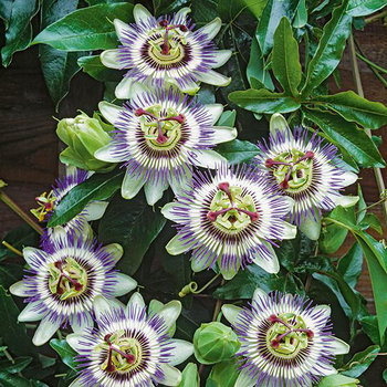 Visuel 1 du produit Passiflore bleue botanic®. Le pot de 1,3 litre