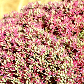 Visuel 1 du produit Sédum Mr Goodbud rose en pot de 2 L