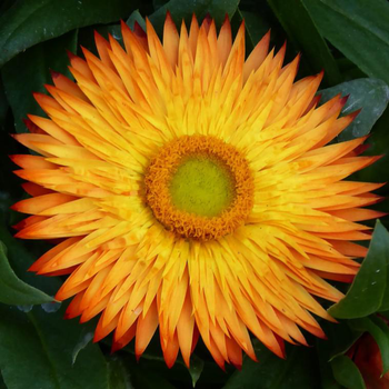 Visuel 1 du produit Immortelle - La coupe de 25 cm