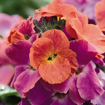 Visuel 1 du produit Erysimum Winter Orchid - Le pot de 1 litre