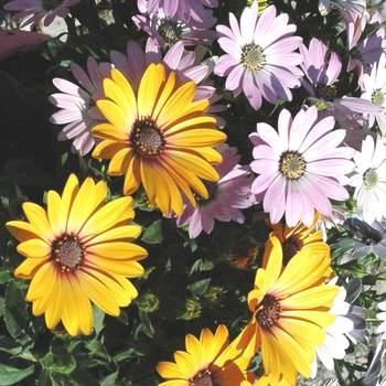 Visuel 1 du produit Ostéospermum Trio dimorphothéca - Le pot de 5 litres